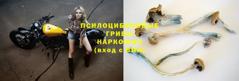 Галлюциногенные грибы Magic Shrooms  Барабинск 